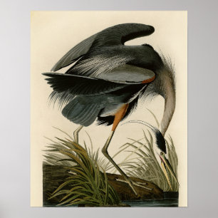 Audubon Great Blue Heron Marschfågel Poster