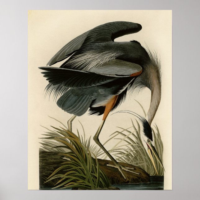 Audubon Great Blue Heron Marschfågel Poster (Framsidan)