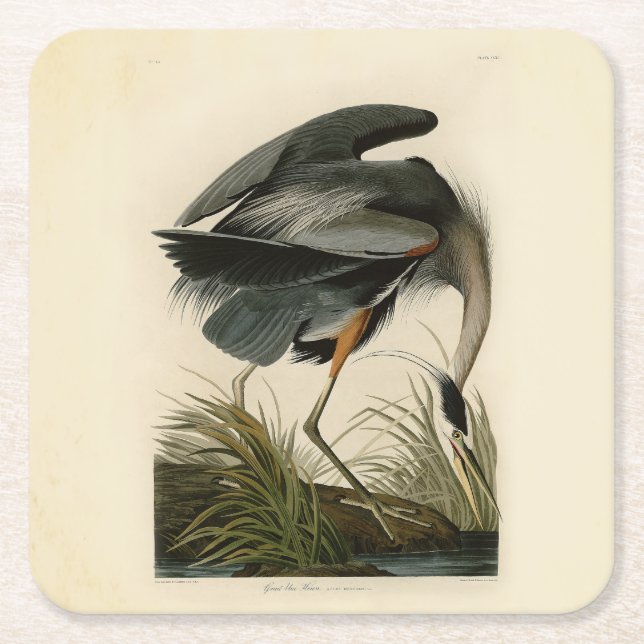 Audubon Great Blue Heron Marsh Bird Underlägg Papper Kvadrat (Framsidan)