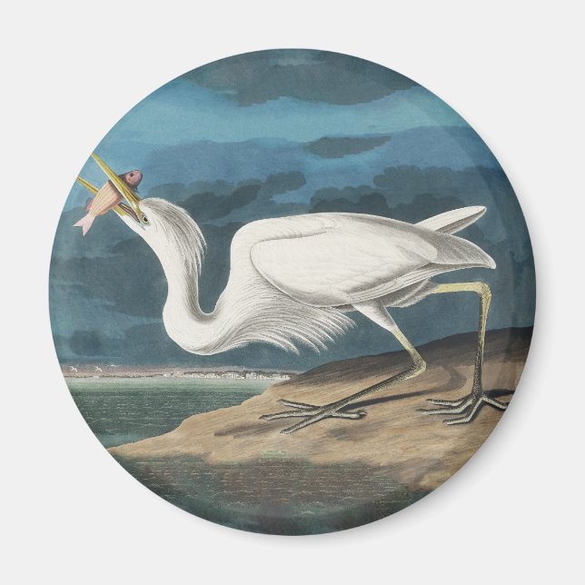 Audubon Great White Heron: Vintage kustfågel Magnet (Framsidan)