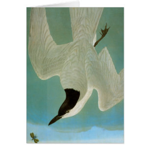 Audubon: Gull-Billed Tern OBS Kort