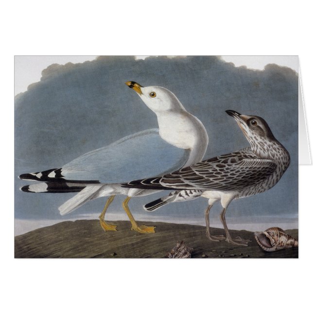 Audubon: Gull på Ring-Billed OBS Kort (Framsidan Horizontal)