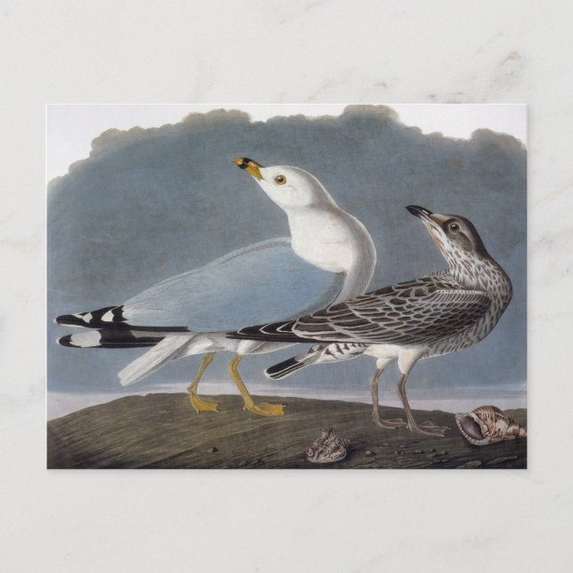 Audubon: Gull på Ring-Billed Vykort (Framsida)