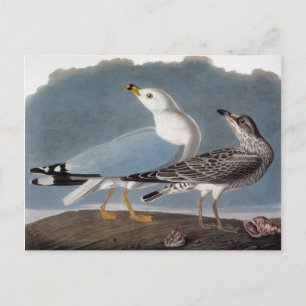Audubon: Gull på Ring-Billed Vykort