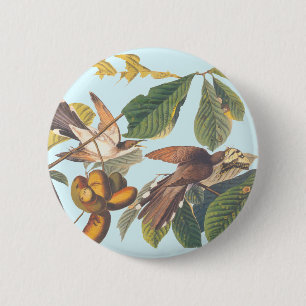 Audubon Gult Billed Cuckoo Knapp