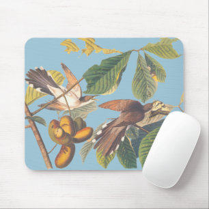 Audubon Gult Billed Cuckoo Musmatta