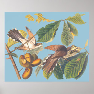 Audubon Gult Billed Cuckoo Poster