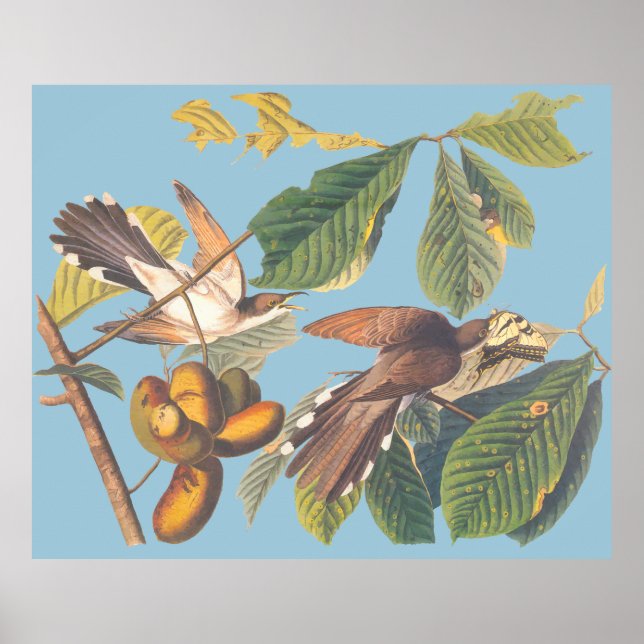 Audubon Gult Billed Cuckoo Poster (Framsidan)