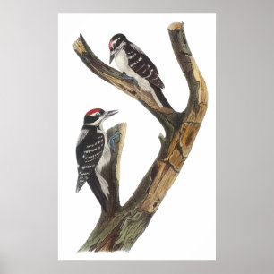 Audubon hackspettaffisch poster