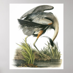 Audubon Heronaffisch Poster