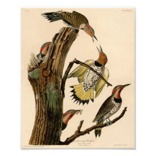 Audubon Illustration Golden Winged Woodpecker Fototryck