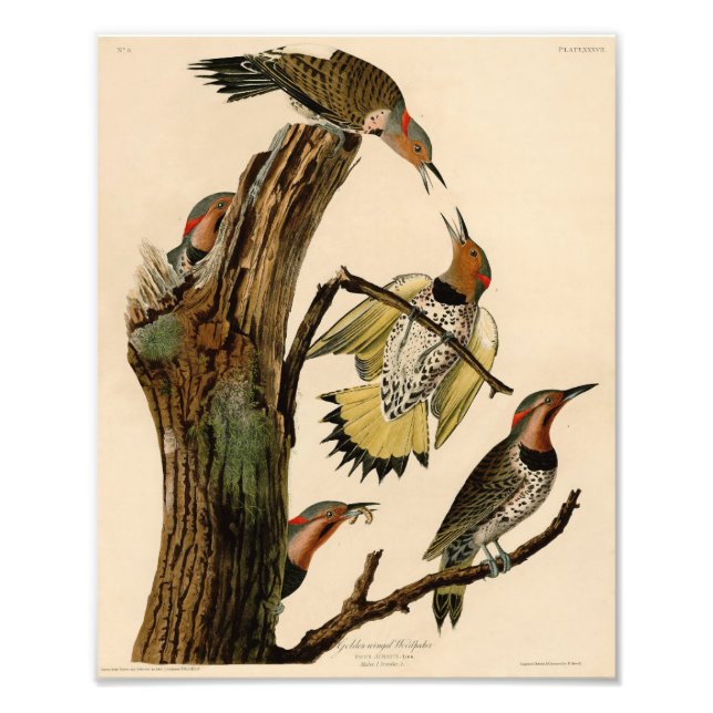 Audubon Illustration Golden Winged Woodpecker Fototryck (Framsidan)