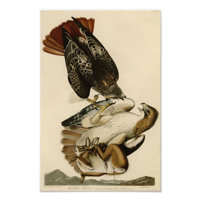 Audubon Illustration Red-tailed Hawk Fototryck (Framsidan)