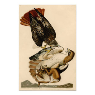 Audubon Illustration Rödskräddarsydd Hawk Fototryck