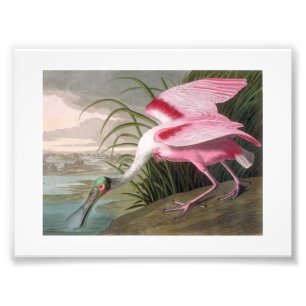 Audubon Illustration Spoonbill Fototryck