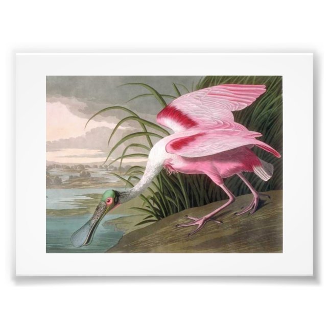 Audubon Illustration Spoonbill Fototryck (Framsidan)