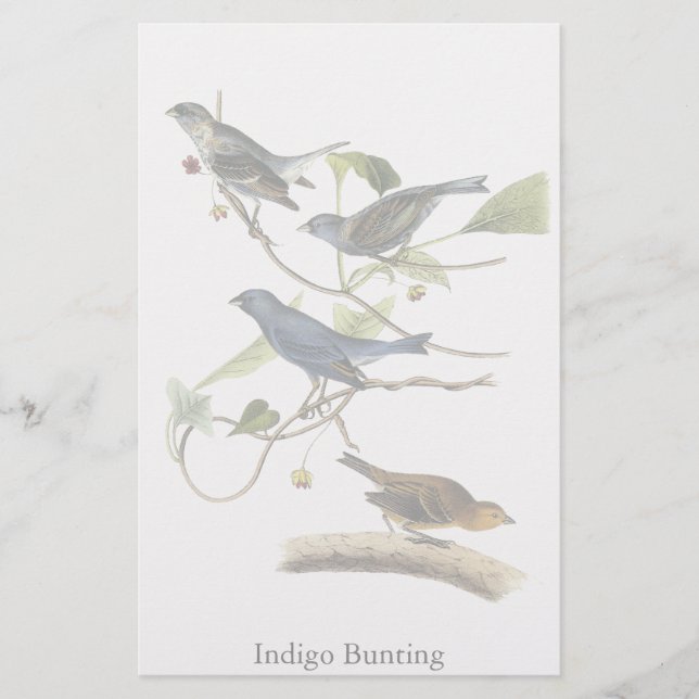 Audubon Indigo Bunting Skriv ut Brevpapper (Framsida)