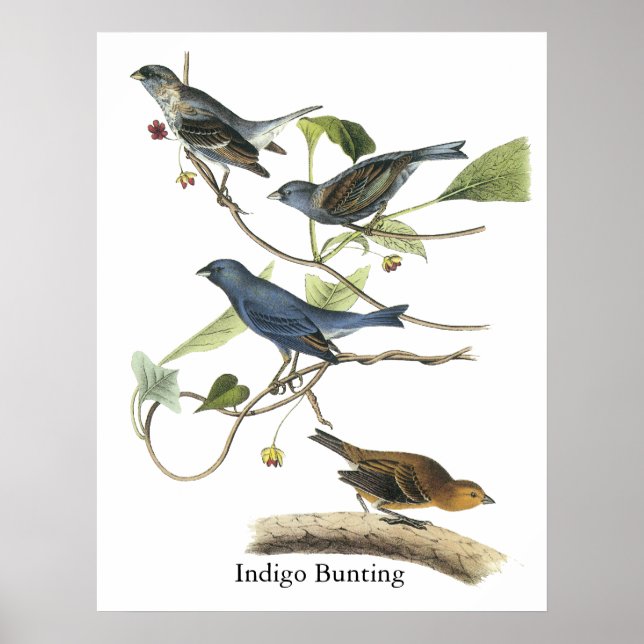 Audubon Indigo Bunting Skriv ut Poster (Framsidan)