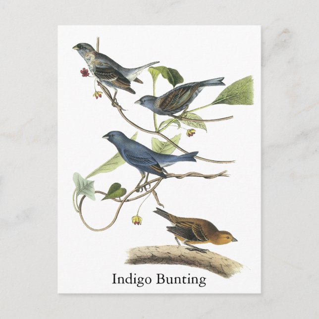 Audubon Indigo Bunting Skriv ut Vykort (Framsida)
