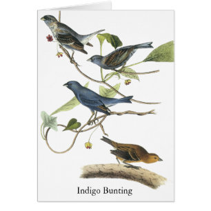 Audubon indigoblått Buntingtryck Hälsningskort