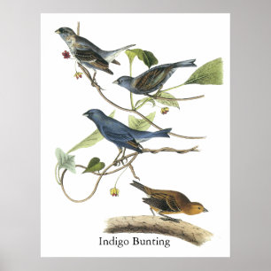 Audubon indigoblått Buntingtryck Poster