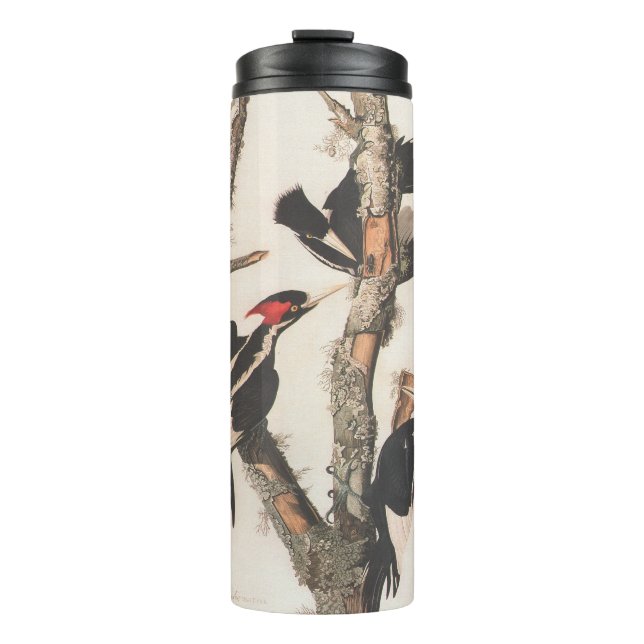Audubon Ivory-Billed Woodpecker (Framsida)