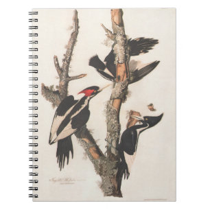 Audubon Ivory-Billed Woodpecker Anteckningsbok