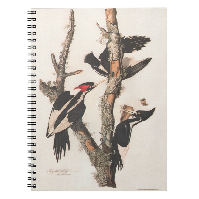 Audubon Ivory-Billed Woodpecker Anteckningsbok (Framsidan)