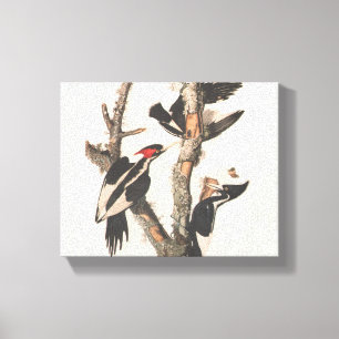 Audubon Ivory-Billed Woodpecker Canvastryck
