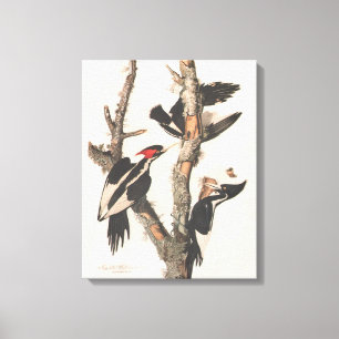 Audubon Ivory-Billed Woodpecker Canvastryck