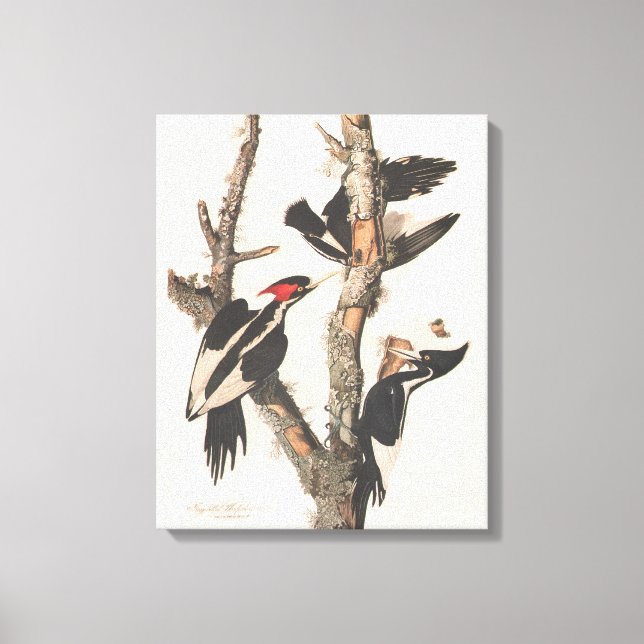 Audubon Ivory-Billed Woodpecker Canvastryck (Framsida)