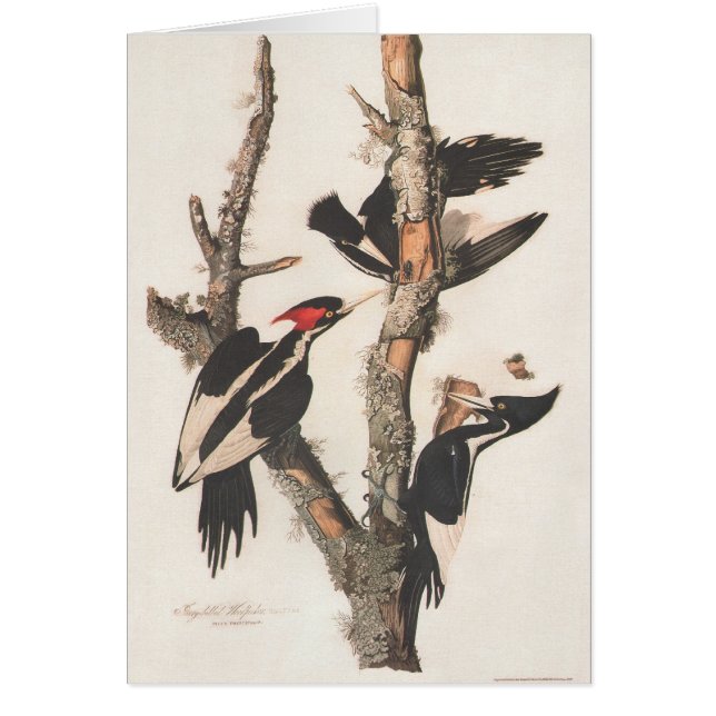 Audubon Ivory-Billed Woodpecker Hälsningskort (Framsidan)