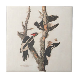Audubon Ivory-Billed Woodpecker Kakelplatta