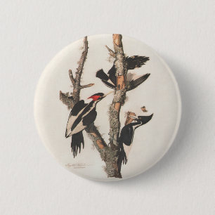 Audubon Ivory-Billed Woodpecker Knapp