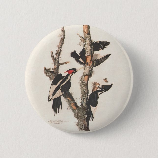 Audubon Ivory-Billed Woodpecker Knapp (Framsida)