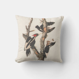 Audubon Ivory-Billed Woodpecker Kudde