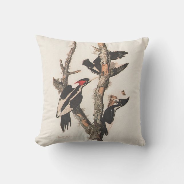 Audubon Ivory-Billed Woodpecker Kudde (Framsida)