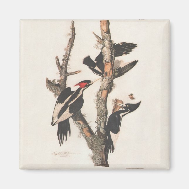Audubon Ivory-Billed Woodpecker Magnet (Framsidan)