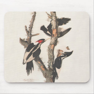 Audubon Ivory-Billed Woodpecker Musmatta