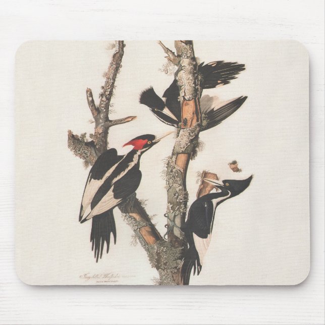 Audubon Ivory-Billed Woodpecker Musmatta (Framsidan)