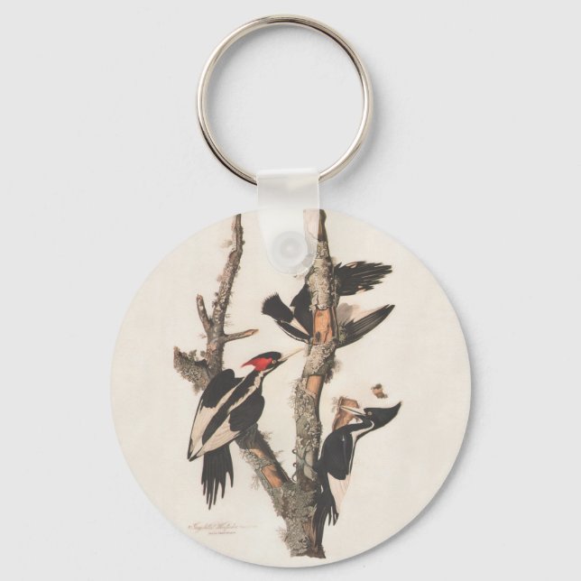 Audubon Ivory-Billed Woodpecker Nyckelring (Framsida)