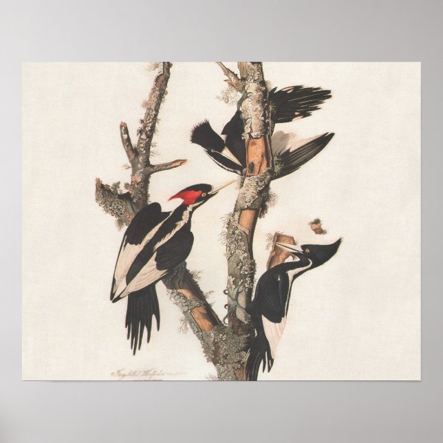 Audubon Ivory-Billed Woodpecker Poster (Framsidan)