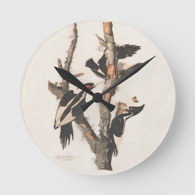 Audubon Ivory-Billed Woodpecker Rund Klocka (Framsida)