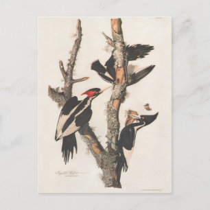 Audubon Ivory-Billed Woodpecker Vykort