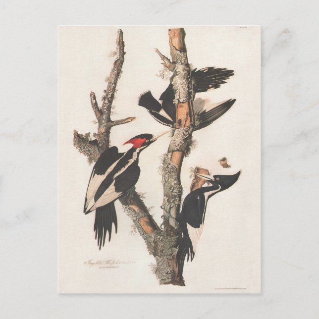 Audubon Ivory-Billed Woodpecker Vykort (Framsida)
