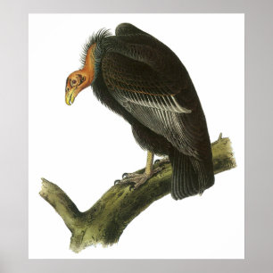 Audubon Kalifornien Condoraffisch Poster