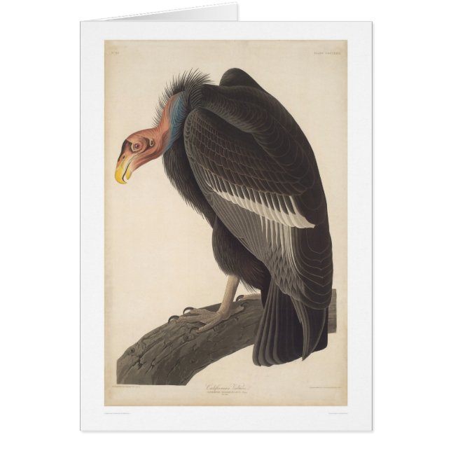 Audubon Kalifornien gam (2609A) Hälsningskort (Framsidan)