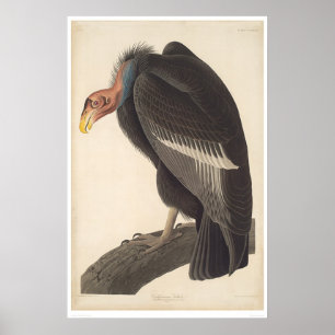 Audubon Kalifornien gam (2609A) Poster