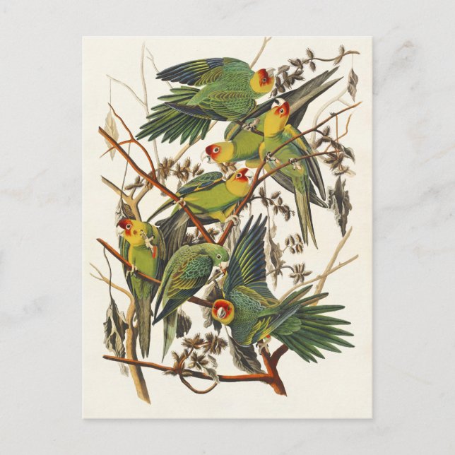 Audubon KarolinaPapegoja Fågelillustration Vykort (Framsida)
