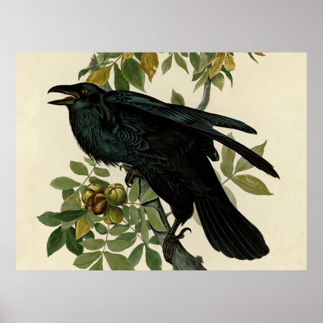 Audubon Korp Fågel Klassisk Konst Poster (Framsidan)
